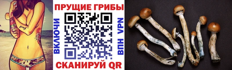 где купить наркотик  Сковородино  Псилоцибиновые грибы Magic Shrooms 
